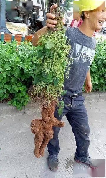 新植物爆料图片大全集最新,探索大自然奇观之美